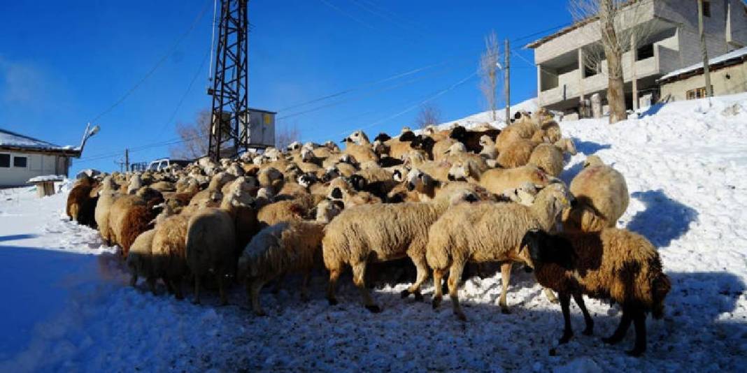 -25 derece ona engel değil: Kış zor olsa da 140 hayvanına gözü gibi bakıyor 2